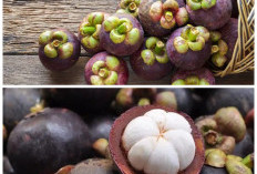 5 Khasiat Buah Manggis untuk Kesehatan, Kaya Antioksidan dan Baik Dikonsumsi Setiap Hari