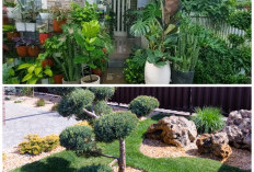 5 Tanaman Hias Outdoor Paling Mudah Dirawat untuk Mempercantik Halaman Rumah