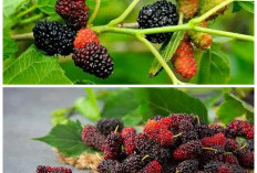8 Khasiat Luar Biasa Buah Murbei yang Jarang Diketahui, Cocok untuk Kesehatan Harian!