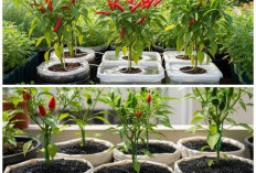  Cara Menanam Cabai dengan Cocopeat agar Tumbuh Subur dan Rajin Berbuah