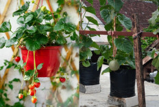 Sulap Teras Jadi Kebun Modern! Inspirasi Kebun Buah Vertikal Produktif