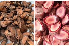 Akar Bajakah: Manfaat, Kandungan, dan Cara Mengolahnya