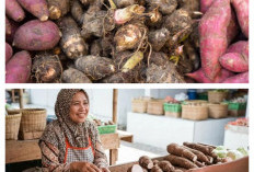  Selain Nasi, Ini 10 Jenis Umbi-Umbian sebagai Sumber Karbohidrat Bernutrisi