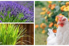 Tak Perlu Repot Usir Ayam, Ini 5 Tanaman Anti Ayam yang Bikin Halaman Rumah Makin Indah