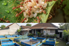 Usaha Peternakan Dalam Dua Bulan Siap Panen, Perawatan Sederhana dan Cepat Mendapatkan Keuntungan