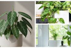 Tampil Kekinian! Ini 5 Jenis Tanaman Hias yang Lagi Tren di 2026