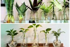 Tanpa Media Tanah! 7 Tanaman Hias Air dalam Botol, Simpel tapi Estetik untuk Rumah Minimalis