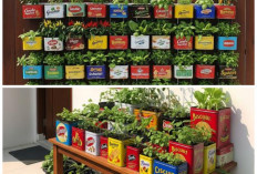 Jangan Dibuang! 9 Desain Kebun Sayur Pakai Kaleng Biskuit Bekas Ini Ubah Teras Sempit Jadi Super Estetik