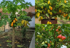 Kebun Makin Produktif, Ini 10 Tanaman Buah yang Bisa Panen Sepanjang Tahun