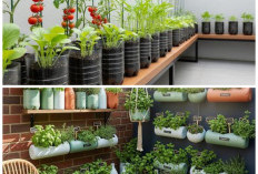 Lahan Terbatas Bukan Halangan! Ide Menata Kebun Buah Mini yang Rapi dan Produktif