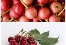 8 Keuntungan Buah Kersen yang Tidak Banyak Diketahui untuk Kesehatan Tubuh