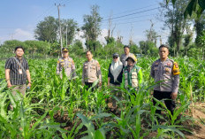 Polri Dukung Ketahanan Pangan, Polsek Pagar Alam Selatan Cek Lahan Jagung Warga