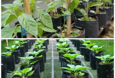 Panduan Menanam Cabai Rawit Hijau di Polybag agar Subur dan Berbuah Lebat