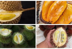 9 Jenis Durian yang Tumbuh di Kalimantan, Sudah Pernah Mencicipinya?