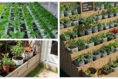 Hemat Ruang, Panen Melimpah: 9 Ide Kebun Sayur Rumah yang Tidak Merubah Fungsi Halaman