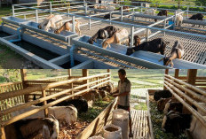 Siapa Bilang Sibuk Gak Bisa Ternak? Ini Rahasia Kelola Kambing Tanpa Ganggu Jadwal Kantor!