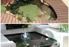 Ide Kolam Ikan Mini Depan Rumah yang Unik dan Estetik, Bikin Halaman Lebih Hidup dan Tenang