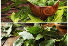 Daun Salam Ternyata Punya Segudang Manfaat untuk Kesehatan Tubuh, Simak Khasiat Lengkapnya