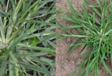 Rumput Belulang: Manfaat, Khasiat, dan Cara Menggunakannya dengan Tepat