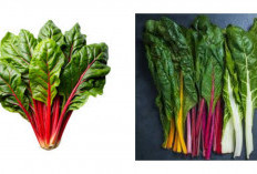 6 Kelebihan Daun Swiss Chard yang Sayang untuk Dilewatkan