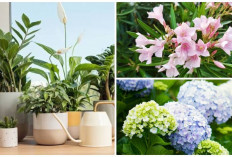 Indah Tapi Beracun, Ini 5 Tanaman Bunga yang Sering Jadi Dekorasi Rumah!