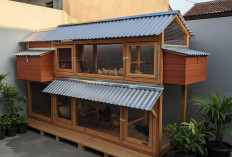 5 Inspirasi Kandang Ayam Close House Mini: Desain Efisien dan Ideal untuk Lahan Terbatas