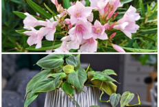 Jangan Tertipu Keindahannya! 5 Tanaman Bunga Dekoratif Ini Punya Kandungan Beracun