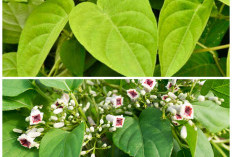 Jarang Diketahui! Ini Manfaat Daun Sembukan untuk Mengatasi Kembung dan Menjaga Kesehatan Tubuh
