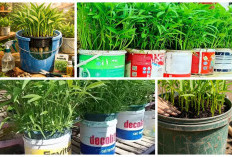 7 Inspirasi Menanam Kangkung di Ember Bekas: Urban Farming Hemat untuk Lahan Sempit