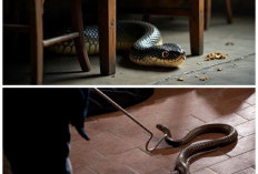 Rumah Bebas Ular! Ini Cara Efektif Mencegah Ular Masuk ke Hunian