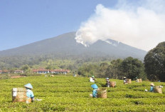BPBD Pagar Alam 26 Kasus Karhutla, Dempo Selatan Terluas Lahan Terkabar 