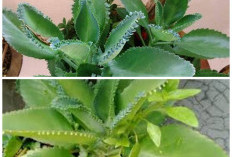 5 Manfaat Daun Cocor Bebek untuk Kesehatan Lengkap dengan Cara Mengolahnya