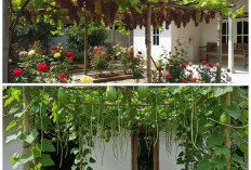 Sulap Teras Jadi Lebih Adem! Ini 5 Tanaman Buah Rambat yang Estetik dan Produktif