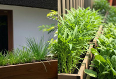 Ide Kebun Sayur Rumahan Estetik yang Mudah Dirawat oleh Ibu Rumah Tangga!