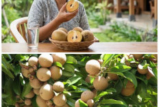 Kenali Khasiat Buah Sawo: Manis Alami dengan Segudang Manfaat untuk Kesehatan Tubuh!
