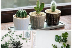 Rumah Makin Estetik! Ini 6 Tanaman Hias Meja yang Cantik dan Mudah Dirawat!