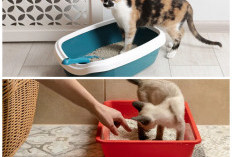 Rumah Kecil Bebas Bau Kucing: 7 Tips Praktis Menjaga Kandang Tetap Bersih dan Segar