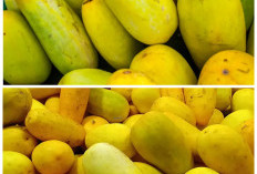 Rahasia Khasiat Timun Suri: Buah Segar yang Diam-Diam Baik untuk Tubuh!