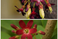 Rahasia Khasiat Bunga Belimbing Wuluh untuk Kesehatan yang Jarang Diketahui!