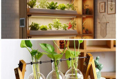 6 Tanaman Hias Hidroponik Indoor yang Mudah Dirawat: Solusi Hijau Hunian Minimalis 2026