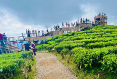 Kunjungan Wisatawan Meningkat Dongkrak Retribusi Wisata Pagar Alam