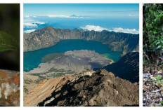 4 Satwa Langka di Gunung Rinjani, Salah Satunya Diyakini sebagai Leluhur
