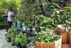 Begini Cara Bikin Kebun Buah Mini di Halaman Sempit, Mudah Banget!