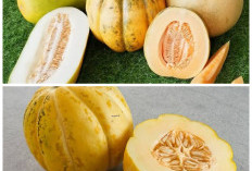 Inilah Khasiat Segar Buah Blewah untuk Menjaga Kesehatan Tubuh!
