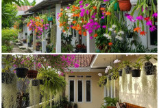 Teras Mungil Tetap Estetik! Ini 5 Tanaman Hias yang Bisa Digantung dan Tak Mudah Rimbun