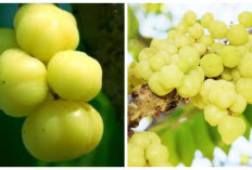 7 Manfaat Buah Cermai untuk Kesehatan yang Menarik Diketahui