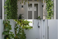 5 Model Teras Rumah dengan Pohon Buah Merambat: Sulap Tembok Jadi Teduh, Estetik, dan Bisa Panen Sendiri!