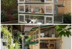 10 Ide Kandang Ayam Konsep Farmhouse, Tampilan Mewah dan Tetap Bersih Tanpa Aroma Tak Sedap