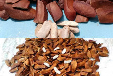  Inilah 6 Keuntungan Biji Mahoni dan Cara yang Benar untuk Mengonsumsinya, Yuk Simak!