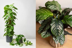 Rekomendasi Tanaman Dalam Ruangan yang Cantik dan Menyegarkan Mata!